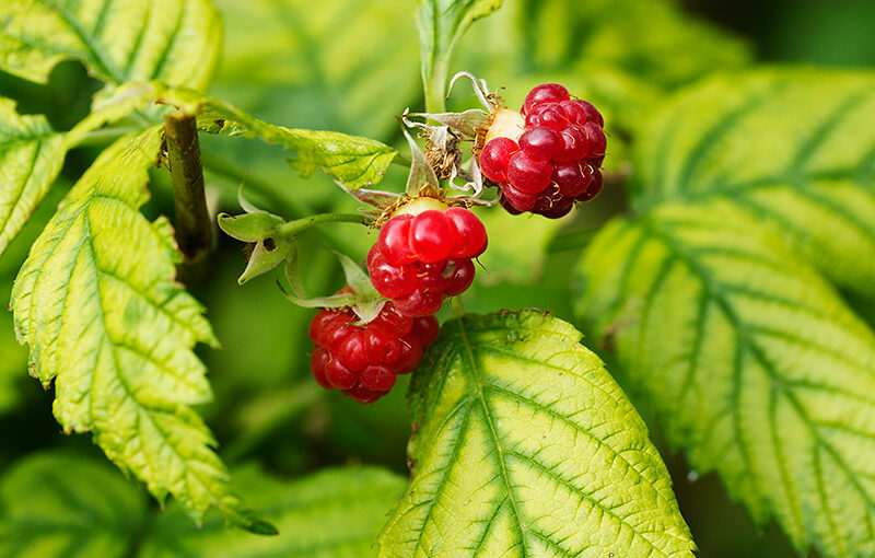 Jun 28 – Raspberry