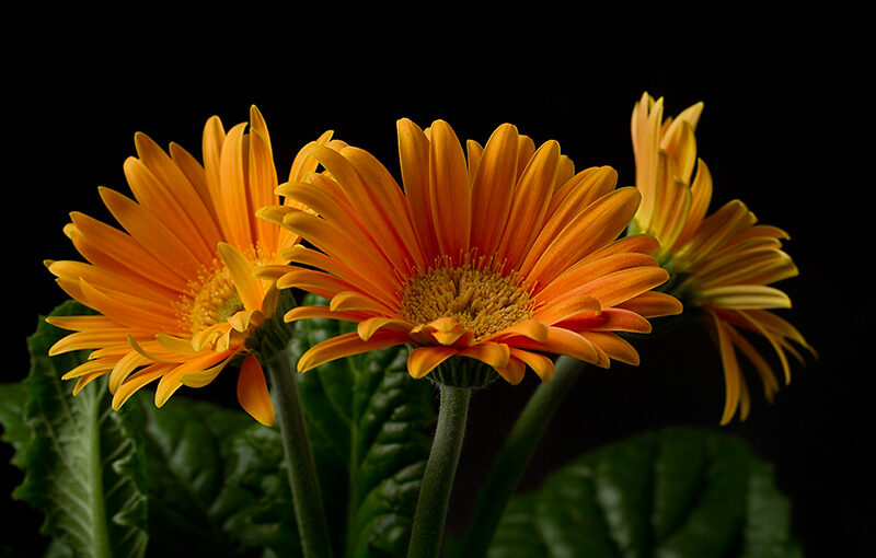 Jul 02 – Houseplant