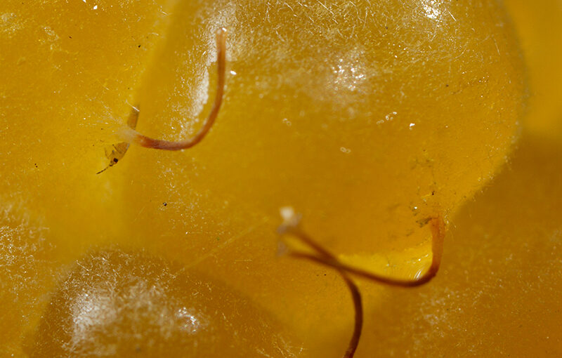 Jul 08 – Fresh fruit