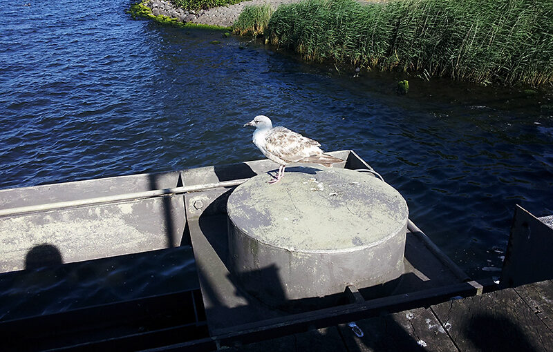 Jul 19 – Gull