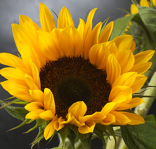 Jul 20 – Sunflower