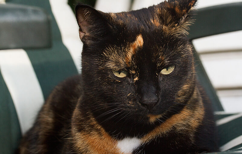 Jul 21 – The waiting cat