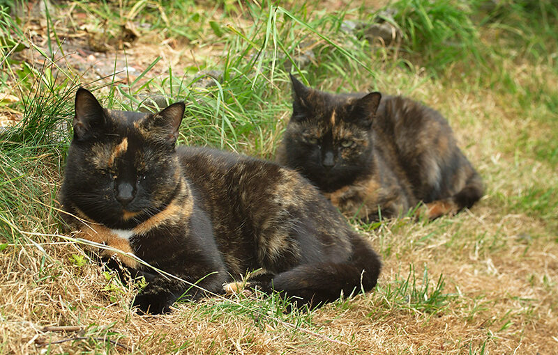 Jul 24 – The two sisters