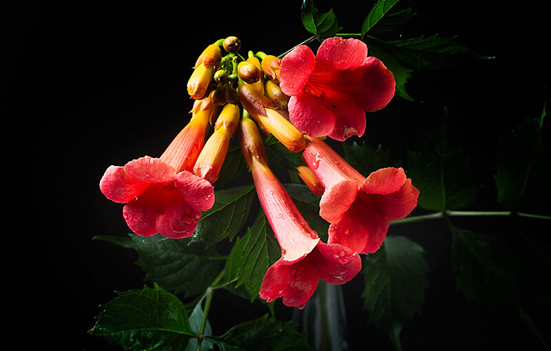 Aug 01 – Flower