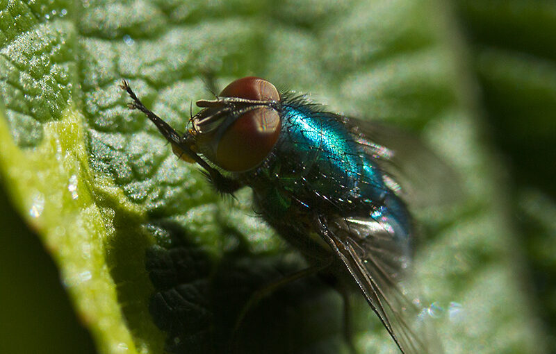Aug 10 – Fly