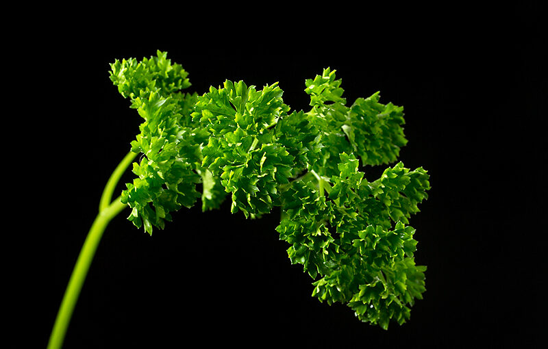 Aug 16 – Parsley