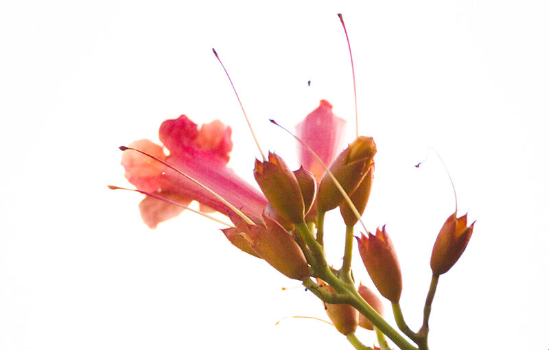 Aug 19 – Flower