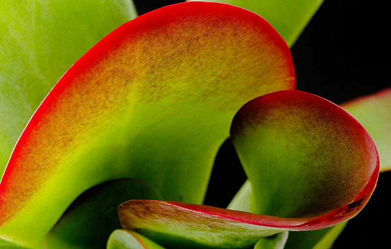 Aug 20 – Curves