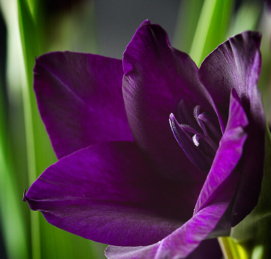 Aug 24 – The Color Purple