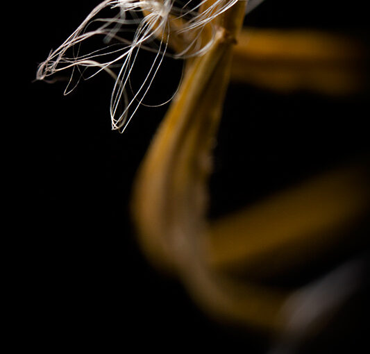 Aug 25 – Dragon