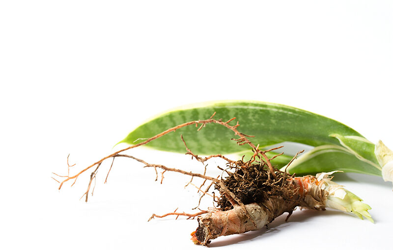 Sep 03 – Root cause