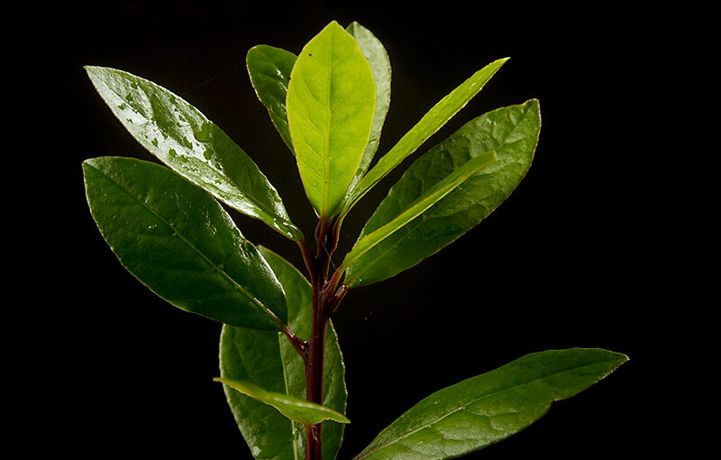 Oct 15 – Laurel
