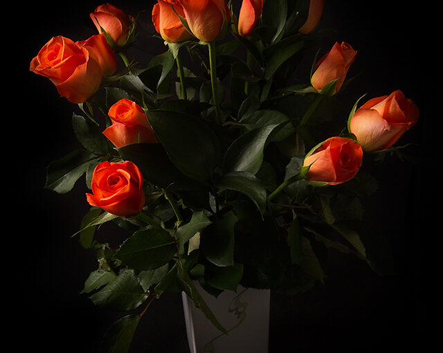 Nov 01 – Roses