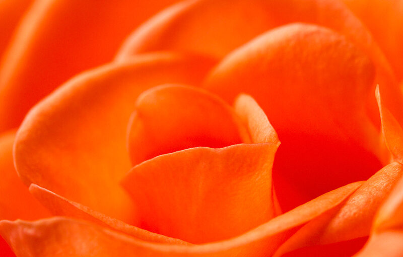 Nov 05 – Rose