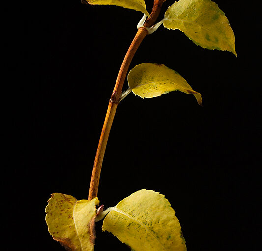 Nov 17 – Branch