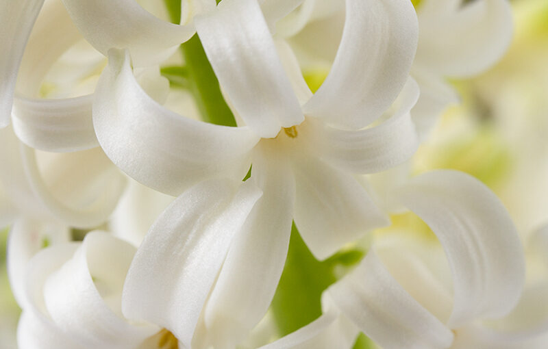 Dec 20 – Hyacinth