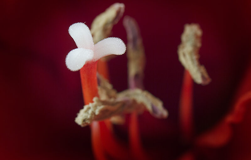 Jan 03 – Amaryllis (7)