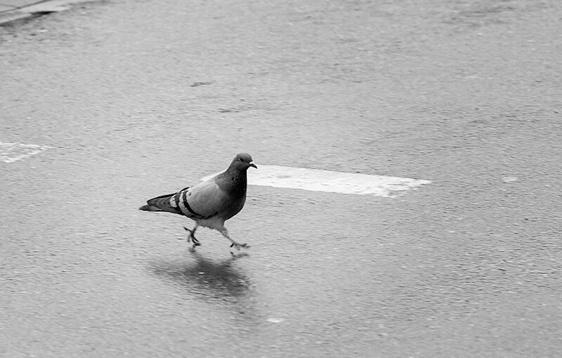 Jan 09 – Crossing the street