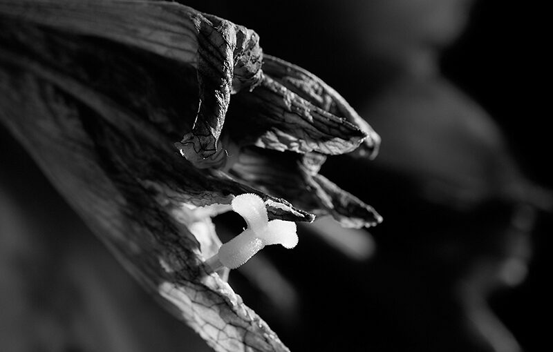 This flower is gone, but new flowers are still coming. (Part 10 of my weekly series).