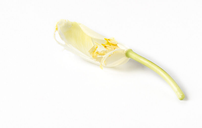 Feb 11 – Death of a tulip