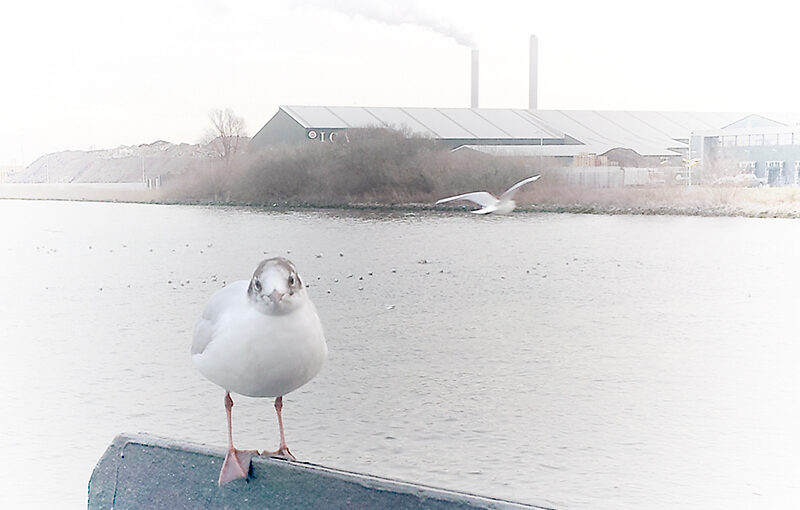 Feb 17 – The gull