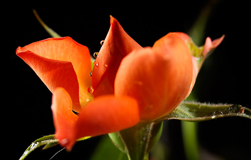 A small rose with drops