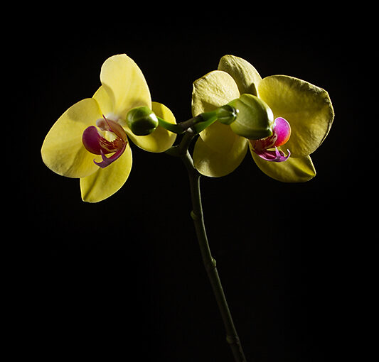 Feb 24 – Orchid