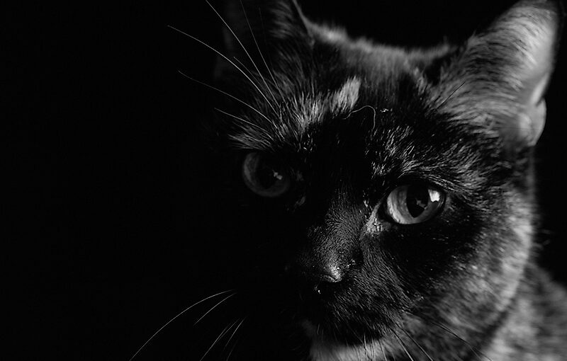 Feb 27 – Cats eye