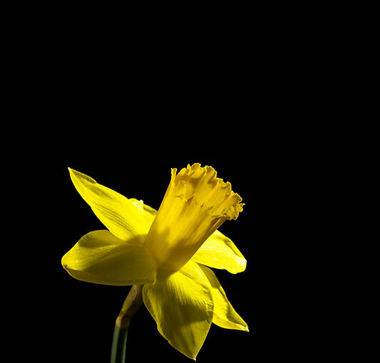 Mar 03 – Daffodil