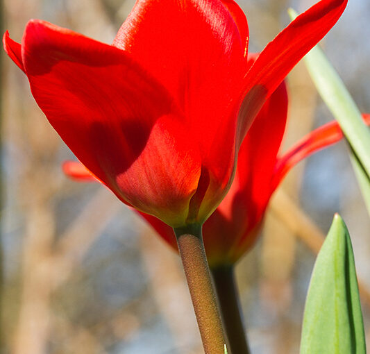 Early tulips in the my garden