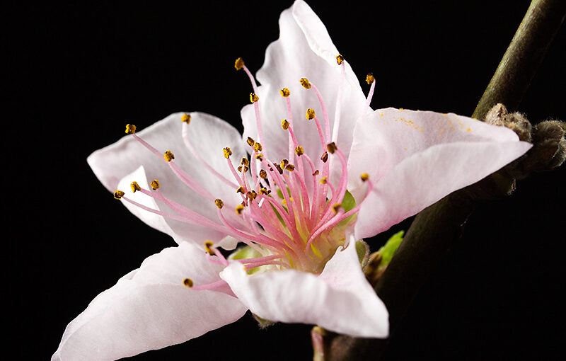 Mar 10 – Peach blossom