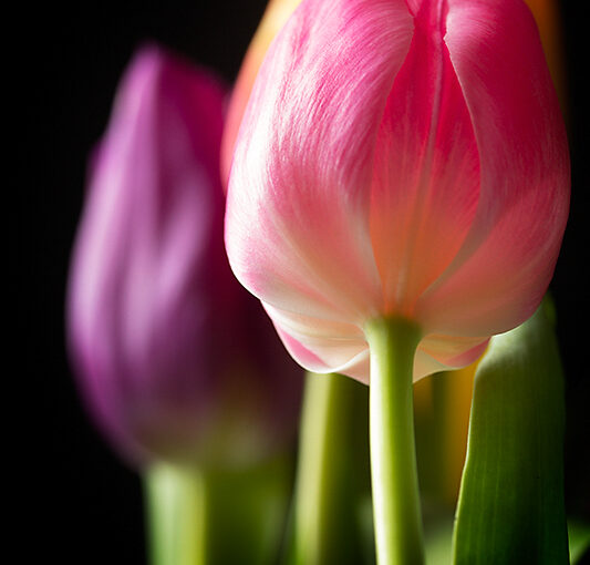 Mar 16 – Spring colors