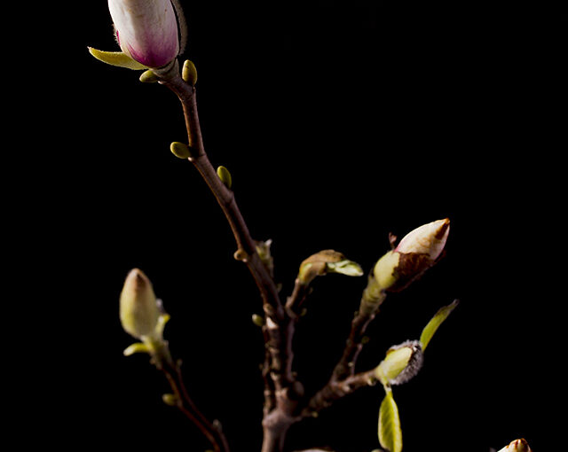 Mar 22 – Magnolia