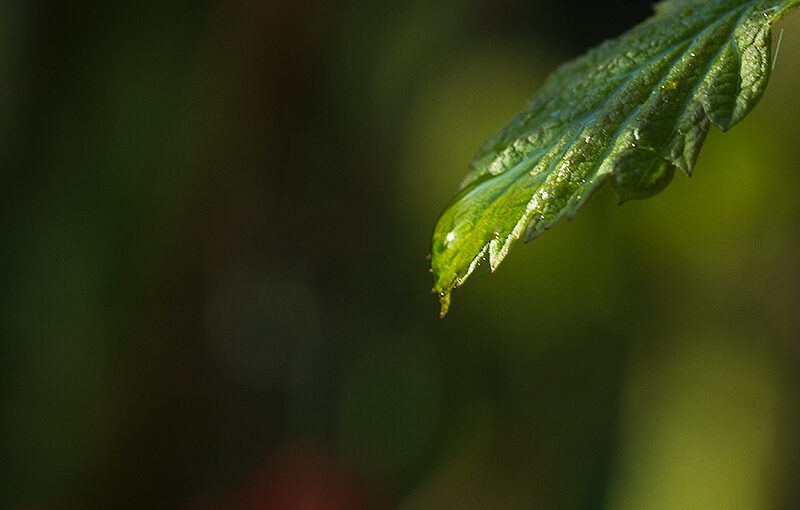 Mar 24 – Raindrop