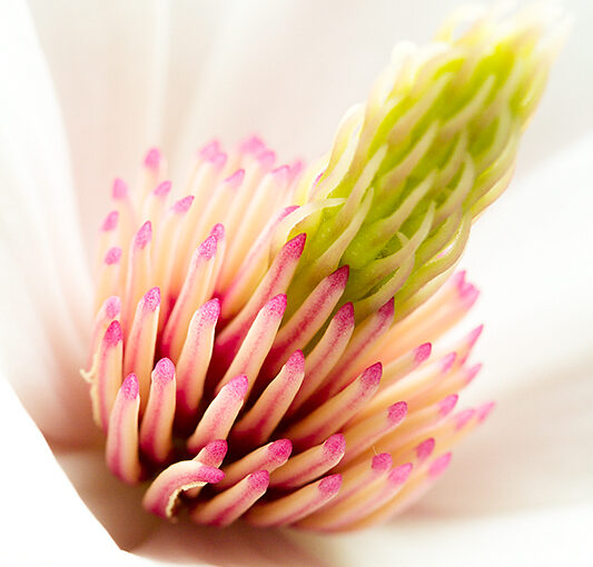 Detail of a magnolia, I saved the branch from Saturday.
