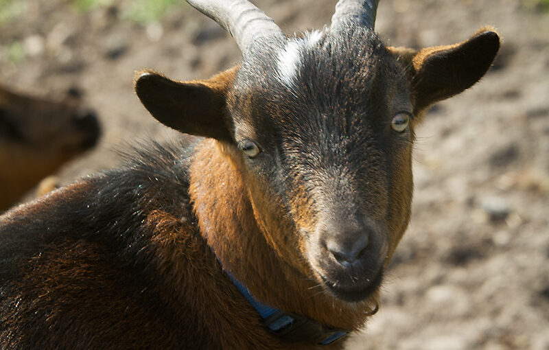Mar 27 – Goat