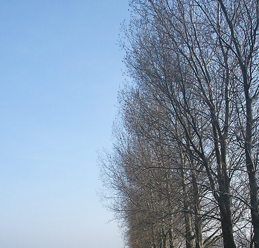 Mar 29 – Trees