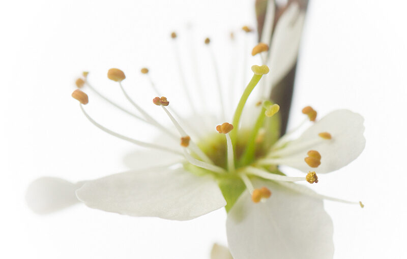 Mar 31 – Blossom