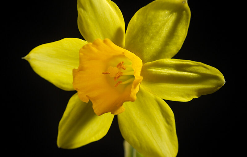 Apr 15 – Daffodil