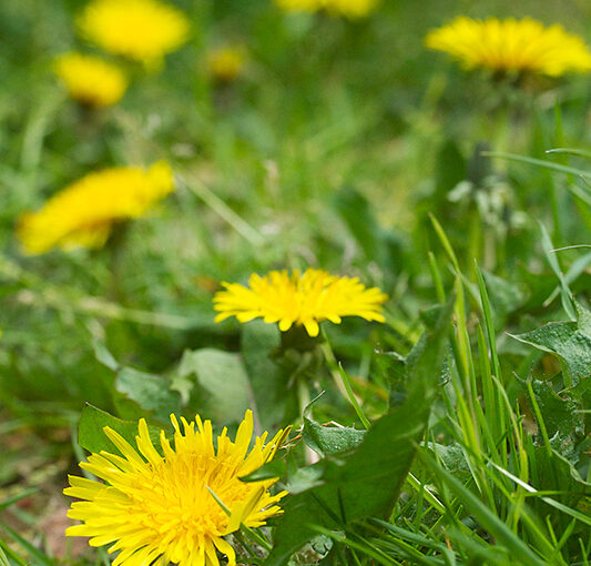 Apr 20 – Dandelions