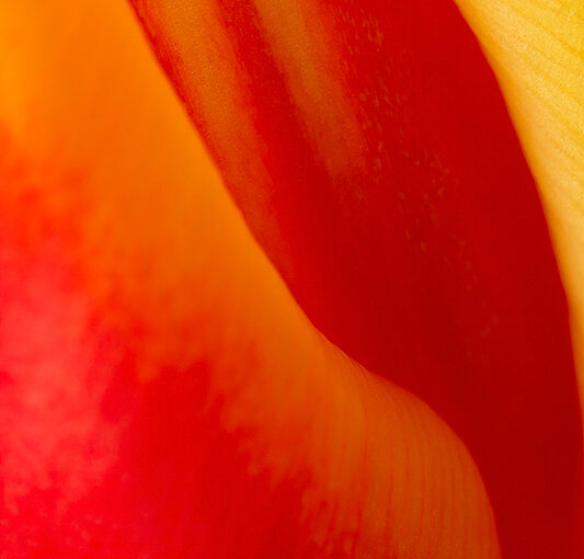 A tulip abstract
