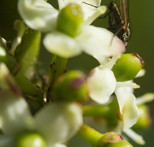 May 03 – Holly