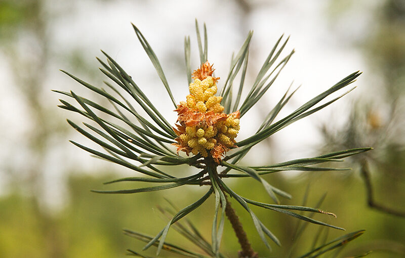 May 04 – Pine