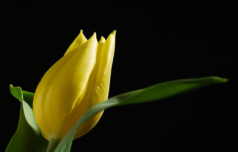 May 05 – Tulip