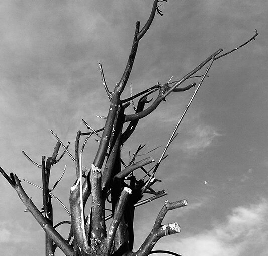 May 06 – Branch in B&W