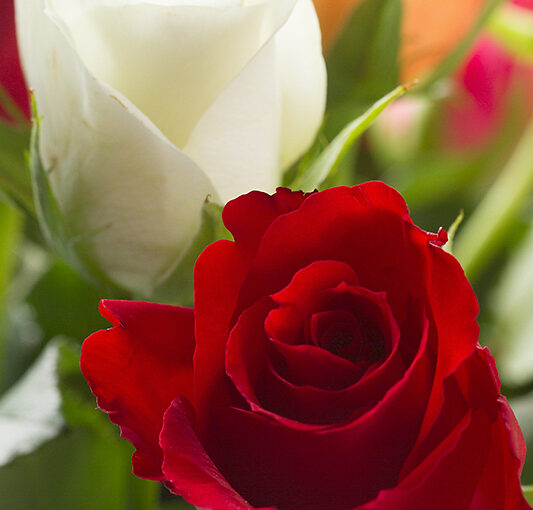 May 10 – Roses