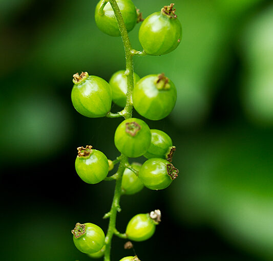 May 14 – Berries