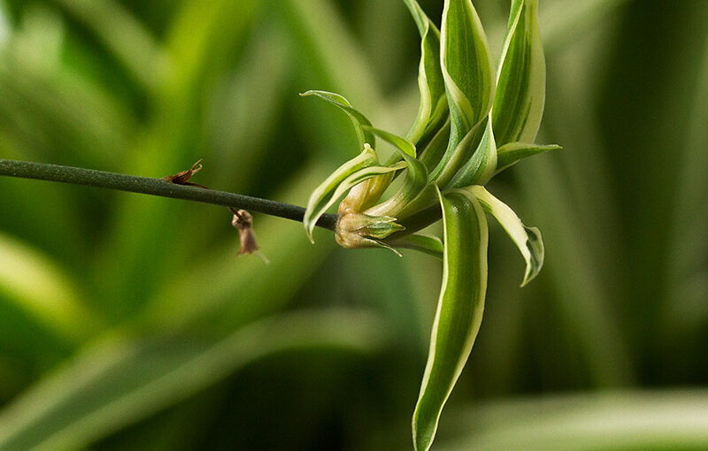 May 24 – Plant