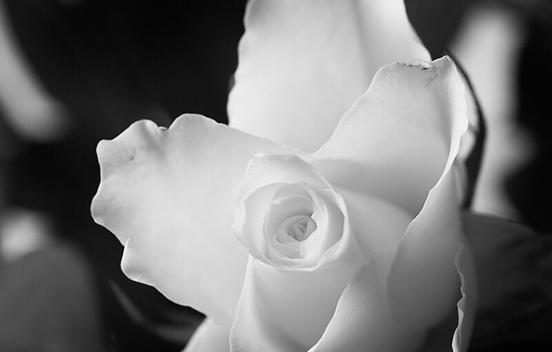 May 26 – White rose