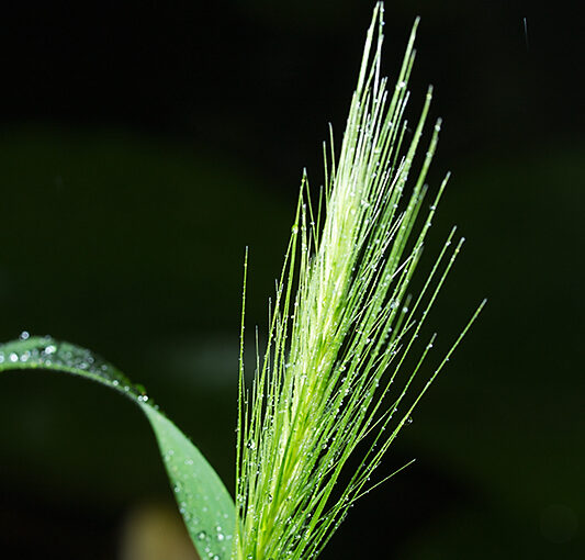 May 27 – Weed in the rain